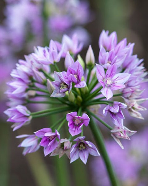 Allium Eros